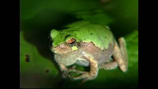 Bird voice treefrog Hyla avivoca [upl. by Eiramoj]