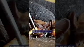 Watch vampire bats run on a treadmillfor science [upl. by Ennairda]