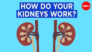 How do your kidneys work  Emma Bryce [upl. by Ytteb880]