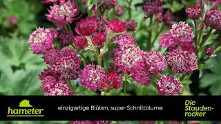 Astrantia major Moulin Rouge®  Sterndolde [upl. by Navis]