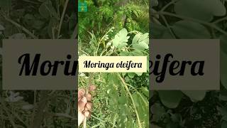 Moringasahjandrumstick benefits moringa benefits moringaleaves agriculture fieldvisit [upl. by Able]