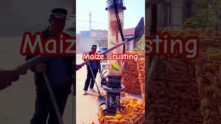 Maize crusting trending maizefarm ytfeed farming corn ytshorts viral [upl. by Linette410]