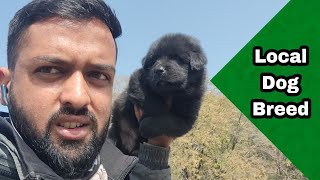 Bhotia dog puppy gaddi dag Himalayan sheepdog uttarakhand wale [upl. by Noislla511]