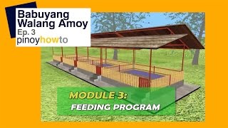 How to Raise Pigs Babuyangwalangamoy or Odorless Pigpen Episode 3  Pinoy How To [upl. by Aramas]