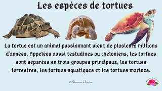 Les espèces de tortues tortuemarine tortueterrestre tortueaquatique [upl. by Gretchen]