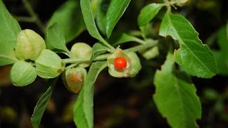 Ashwagandha or Withania somnifera  Medicinal Plant [upl. by Eenel]