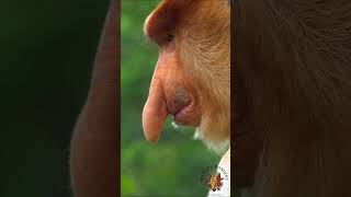 The Proboscis Monkey Nasalis larvatus [upl. by Ednutey437]