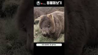 포유류  58 웜뱃 Wombat [upl. by Nnairb298]