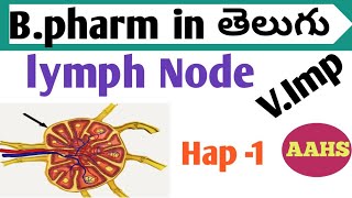 lymph nodes in తెలుగు  b pharm 1st sem  human anatomy and physiology 1 [upl. by Sivla256]