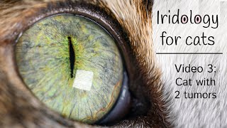 Iridology for cats  Iris analysis  Feline Iridology  video 3 [upl. by Idnib]