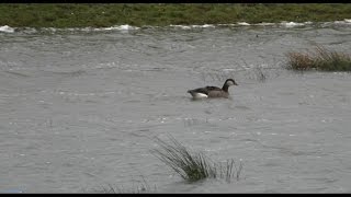 Vreemde vogels in Nederland Hybride Canadese Gans x Grauwe Gans [upl. by Yllom]