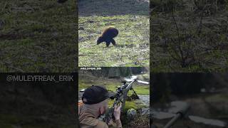 22 Creedmoor vs Black Bear  Who Wins [upl. by Teresita]