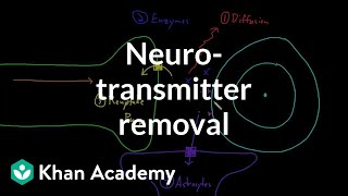 Neurotransmitter removal  Nervous system physiology  NCLEXRN  Khan Academy [upl. by Emersen]