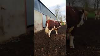 Kilbride Farm KalEl P video 2 [upl. by Nannette]