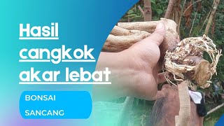 HASIL CANGKOK BONSAI SANCANG AKAR LUMAYAN LEBAT‼️ [upl. by Tor]