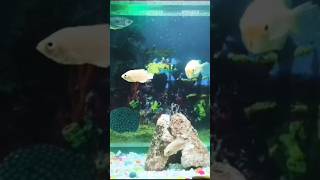 New tank setup fish aquarium [upl. by Ynoep]