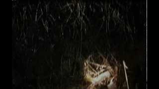 The Blair Witch Project 18 Movie CLIP  Blair Witch Interviews 1999 HD [upl. by Boiney130]