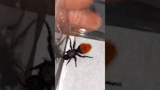 FOUND AN AWESOME NEW BUG Dasymutilla klugi a velvet ant in central Texas bug encounter insect [upl. by Jerold]