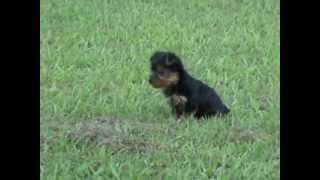 Yorkie Teacup Yorkie Teacup Puppies Yorkie Teacup Puppies For Sale [upl. by Yenal]