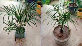 Dypsis lutescens का पौधा नर्सरी से लाने के बाद गमले में लगाने का सही तरीका Best Gardening Tips [upl. by Llireva]