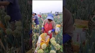 Amazing China Onion Farming 😲 agriculture china farming [upl. by Weeks]