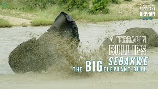 Elephant bull Sebakwe bullied by terrapin elephantdocumentary elephantsplaying [upl. by Noled]