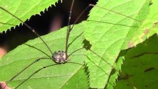 🐝 Japan Harvestman Order Opiliones  Real Japan Monsters [upl. by Duggan745]