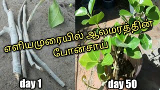 Banyan cuttings to Bonsai full video  GARDENING TAMIL [upl. by Melania]