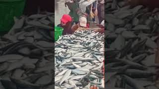 The birds 🦅 having a fish feast toofunnyvideo [upl. by Troth]