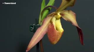 Орхидея Phragmipedium StQuen x longifolium [upl. by Aratahc213]