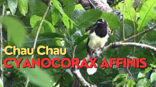 CHAU CHAO  Cyanocorax affinis [upl. by Pang]