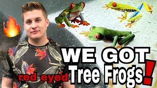 OMG WE GOT TREE FROGS  Red Eyed Tree Frog Setup [upl. by Llennehc]