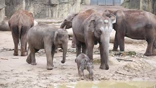 Cute Baby Elephant Using His Trunk to Drink Water  Cologne Zoo [upl. by Jerad]