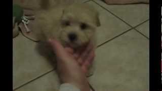 9 week old Maltipoo Sparky [upl. by Aihsenat686]