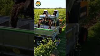 Grape Harvester [upl. by Ermey968]