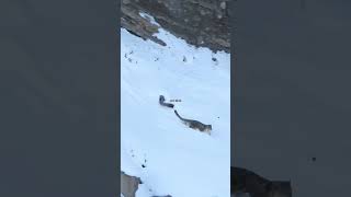 Snow leopard and ibex encounter each other unknowingly [upl. by Tergram]