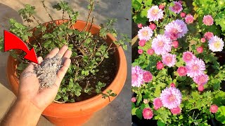 TOP 10 Chrysanthemum FLOWERING TIPS Nursery Hides From You [upl. by Vano696]