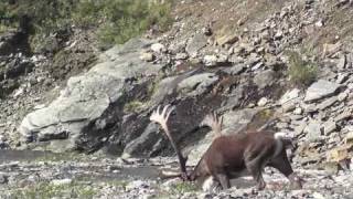 Barren Ground Caribou footage from Widrig Outfitters 2010 [upl. by Atalante]