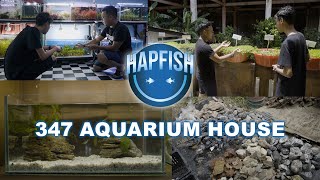 Evolving Your Aquatic Environment Emersed Plants Farm By 347 Aquarium House [upl. by Eagle]