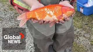 1700 invasive goldfish culled from BC community pond [upl. by Llywellyn]