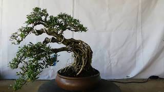 Bonsai Serissa Foetida 12499 Exposed Roots [upl. by Muryh]