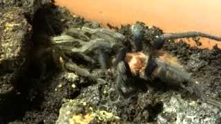 Cyclosternum fasciatum Verpaarung mating [upl. by Nylcaj]