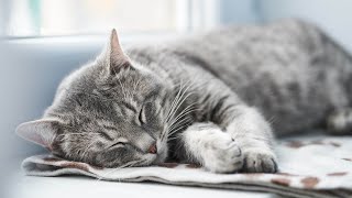 Fall Into Sleep Instantly that cats love 😽 Relaxes cats and their owners [upl. by Kleiman]