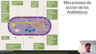 Antibióticos 1 Mecanismos de acción [upl. by Nauqas611]