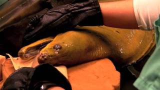 Moray eel medical exam [upl. by Nnaes]