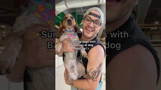 Surprising dogs with bandanas at dog daycare dogdaycare dogs funny [upl. by Moina112]