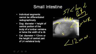 VET Talks  Normal Radiographic Anatomy of the Canine Abdomen [upl. by Enelyaj262]