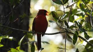 Northern Cardinal Cardinalis cardinalis UNF Nature Trails [upl. by Britton]