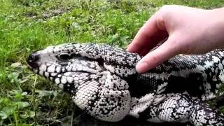 Lucky the Free Roaming Blue Tegu [upl. by Anim]