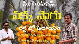 ll Areca Nut Farming ll Income in lakhs ll Nandampudi farmer ll harshasriram77 crop [upl. by Seve]